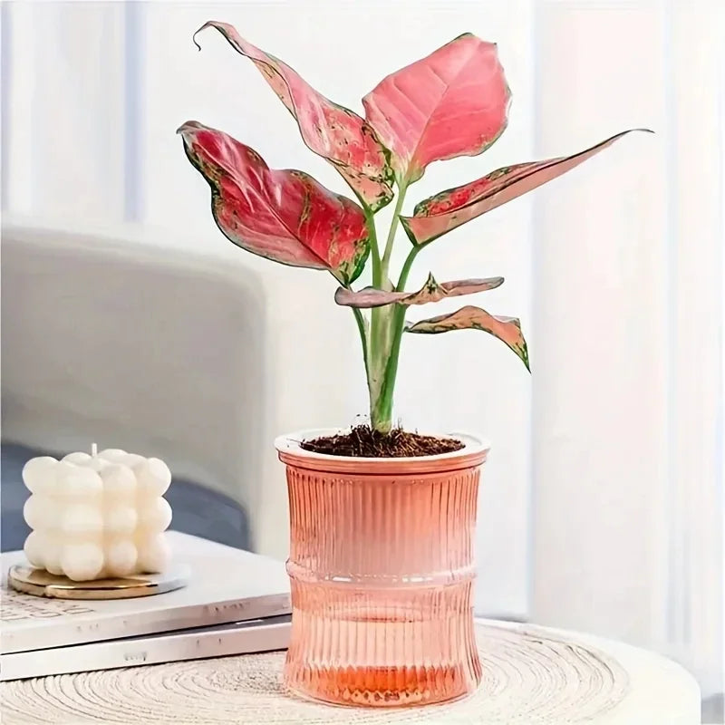Self Watering Hydroponic Flower Pot Transparent Double Layer Planter