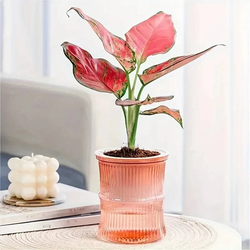 Self Watering Hydroponic Flower Pot Transparent Double Layer Planter